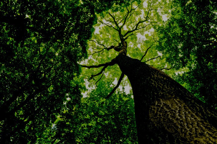 csr-environmental